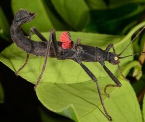 Strašilky ďábelské (Peruphasma schultei)