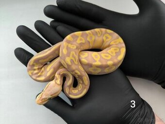 Krajta královská/python regius