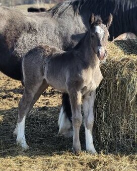 Welsh cob - kobylka