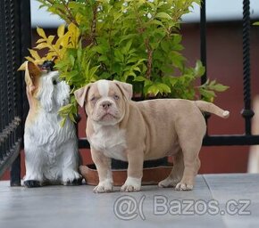 American Bully