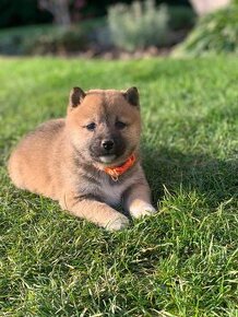 Shiba inu