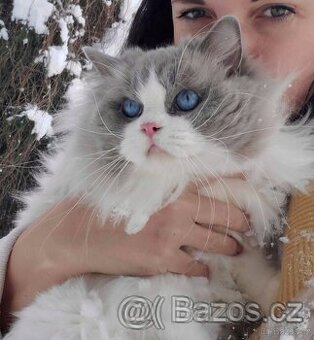 Nabízím kocourka Ragdoll s PP – blue bicolor