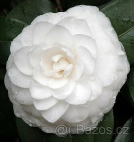 Kamélie japonská (Camellia Japonica) - 1