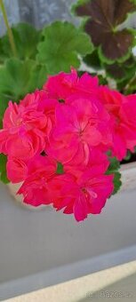 Pelargonie lila  2 druhy - 1