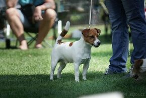 Jack russell teriér k dispozici na krytí