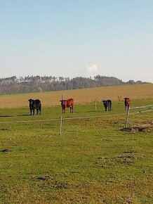 Prodej hovězího masa 220 Kč /kg