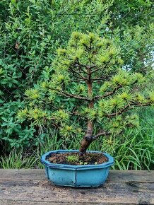 Bonsai, bonsaj - borovice - 1