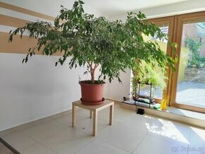 Prodám Ficus benjamin
