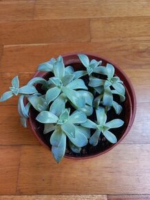 Sukulent Graptopetalum