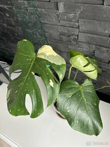 Monstera Thai Constelation