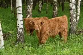 Prodám letošní a loňské býčky Highland-Skotský náhorní skot - 1