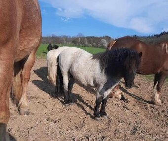 Shetland pony klisna s PP, poník, ponička k dětem