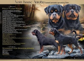 Steniatka rottweilera,rotvajlera,rtw,rotty s PP