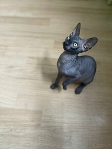 Sphynx kocourek