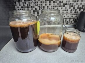 Kombucha - 1