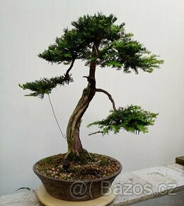 Tis červený bonsai