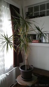 Dracaena, výška kmene 130 cm