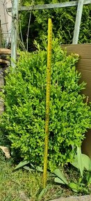 buxus - 1