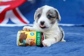 welsh corgi cardigan - nie pembroke