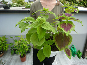 Africká kopřiva - coleus - pokojová rostlina