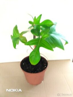 Philodendron Pedatum. - 1