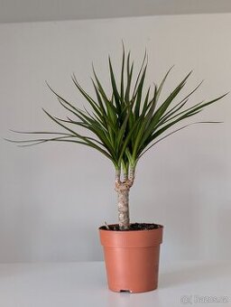 Dracaena marginata – Dračinec vroubený