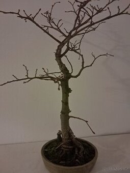 Bonsai Lípa - 1