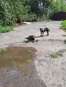 Daruji fenu Cane Corso