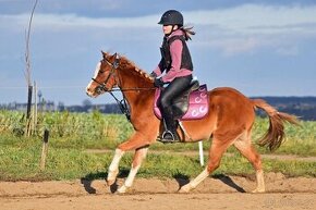 Welsh pony do sportu