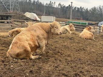 Prodám plemenného býka Charolais