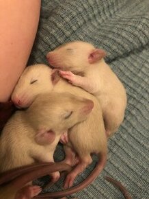 Siamští dumbo potkani - 1