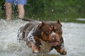 American Bully