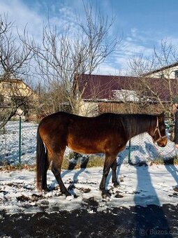 Valach Appaloosa