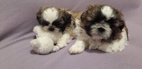 Shih-tzu, sicu, shi-tzu