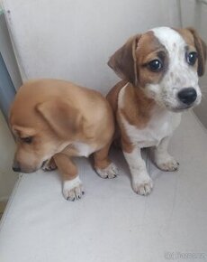 Jack Russell x jezevčík