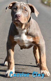 American bully Xl