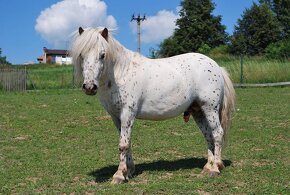 Mini shetland hřebeček