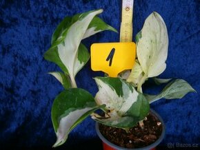 Epipremnum aureum Manjula (Happy leaf) - 1