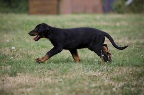 Štěňata francouzského ovčáka Beaucerona z PP