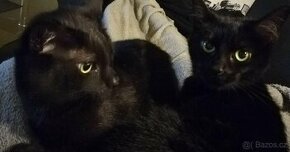 Dvě černé kočičky