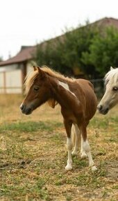 Minihorse na predaj - Boomer Charlie