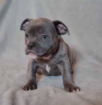 American bully pocket