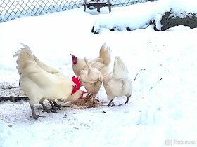 Násadová vejce a kuřata Bresse Gauloise - 1