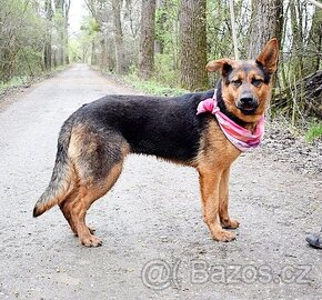 FIBI K ADOPCI - HODNÉ ZLATÍČKO, ZASLOUŽÍ SI MILUJÍCÍ RODINU - 1