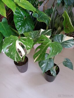 Monstera Thai constellation - 1