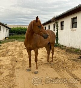 Prodám kobylu Arab x Haflinger - 1