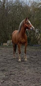 Valach welsh pony