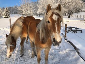 kobyla hafling, vhodná do pony sportu