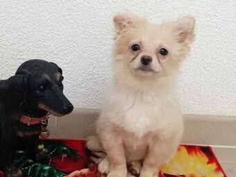 Kouzelný Pomchi Pejsek - ( Pomeranian x Čivava)