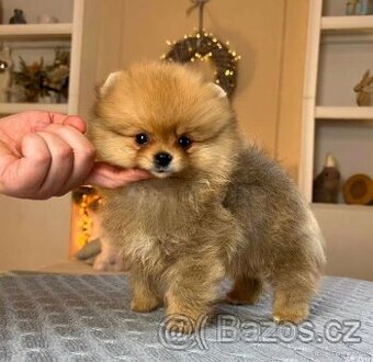 Pomeranian super mini